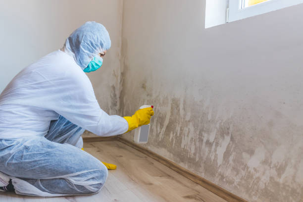Licensed Attic Mold Removal service in Atlantic Highlands, NJ - WQB Mold Removal