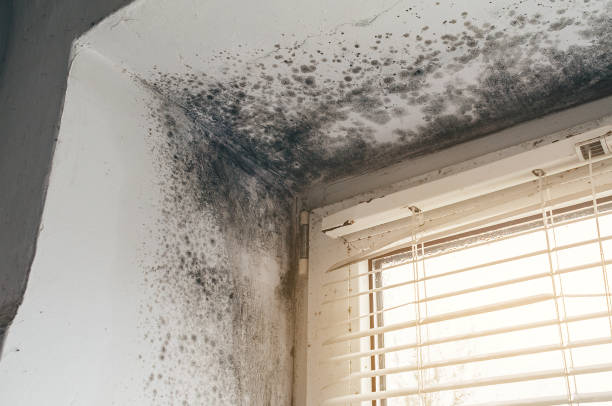 Affordable Attic Mold Removal solutions in Atlantic Highlands, NJ